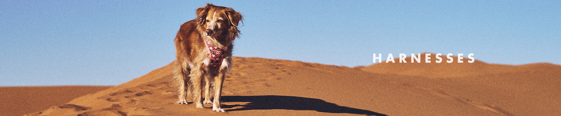 Marrakesh - Dog Harnesses