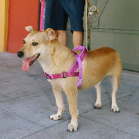 Zee.Dog Brain SofterWalk Harness