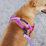 Zee.Dog Brain SofterWalk Harness