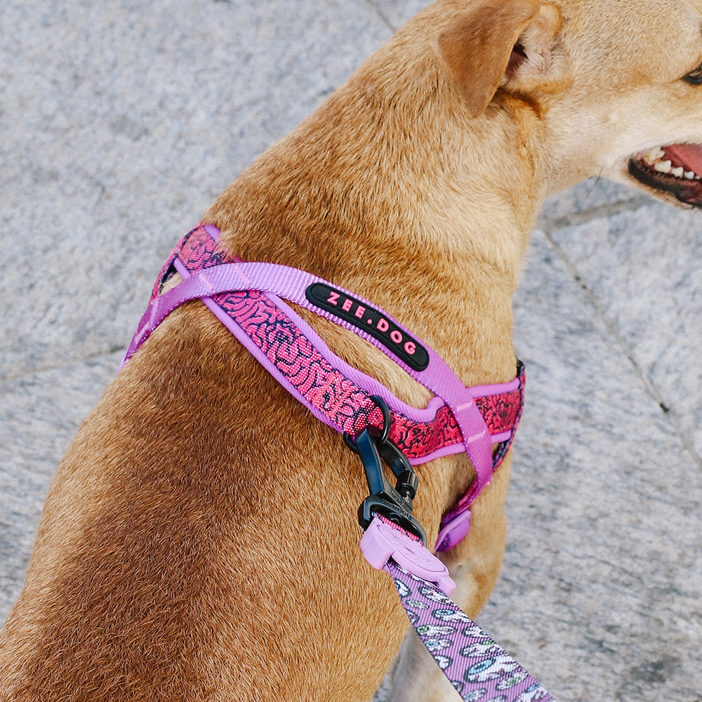 Zee.Dog Brain SofterWalk Harness