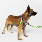 Zee.Dog Manifesto SofterWalk Harness