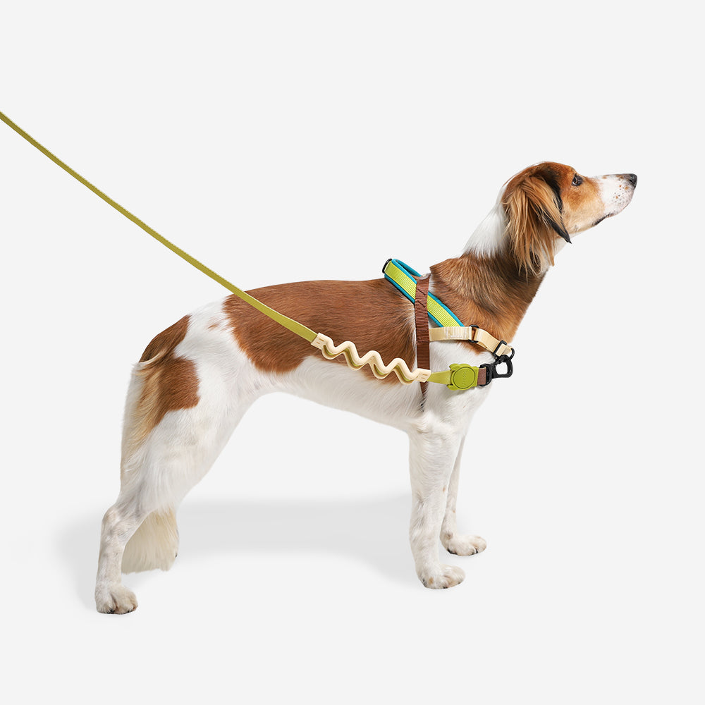 Avocado | SofterWalk Harness