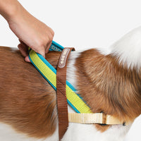 Avocado | SofterWalk Harness