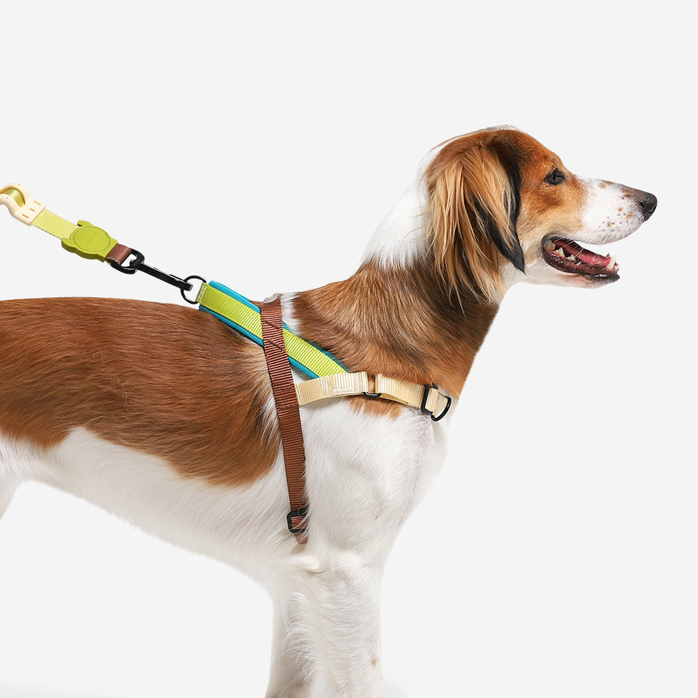 Avocado | SofterWalk Harness