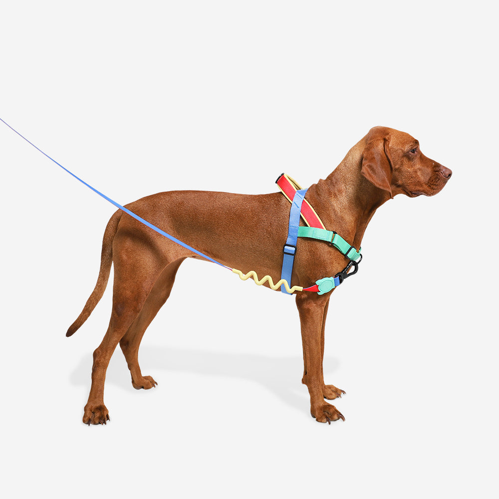 Mellow | SofterWalk Harness