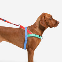 Mellow | SofterWalk Harness