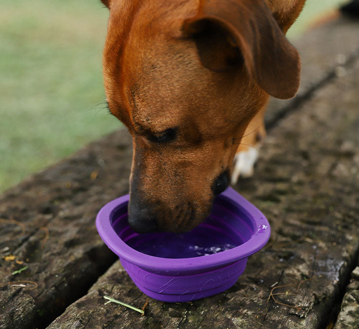 Zee Dog Peak Go Bowl