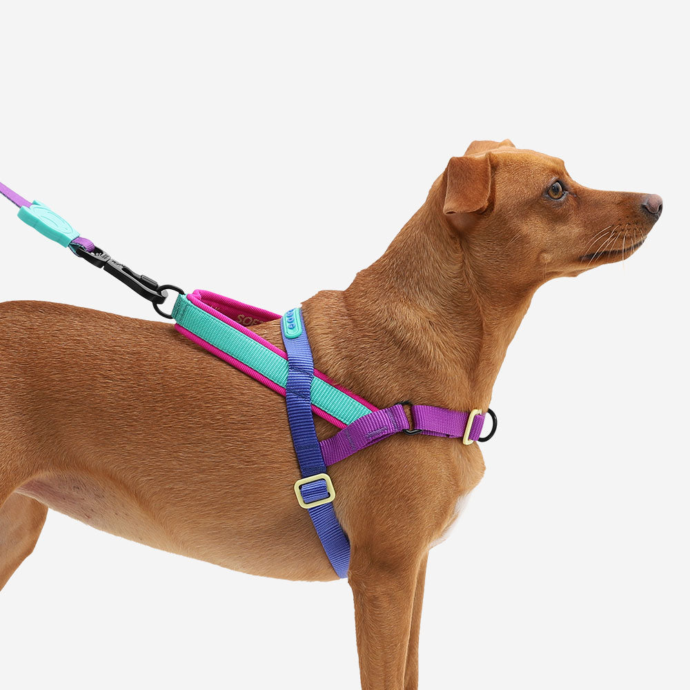 Walk in orders harness