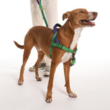 Zee.Dog Hulk SofterWalk Harness