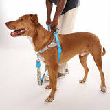 Thor | SofterWalk Harness