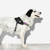 Zee.Dog Gotham FlyHarness