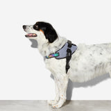 Zee.Dog Urban FlyHarness