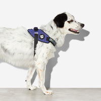 Zee.Dog Wicked FlyHarness