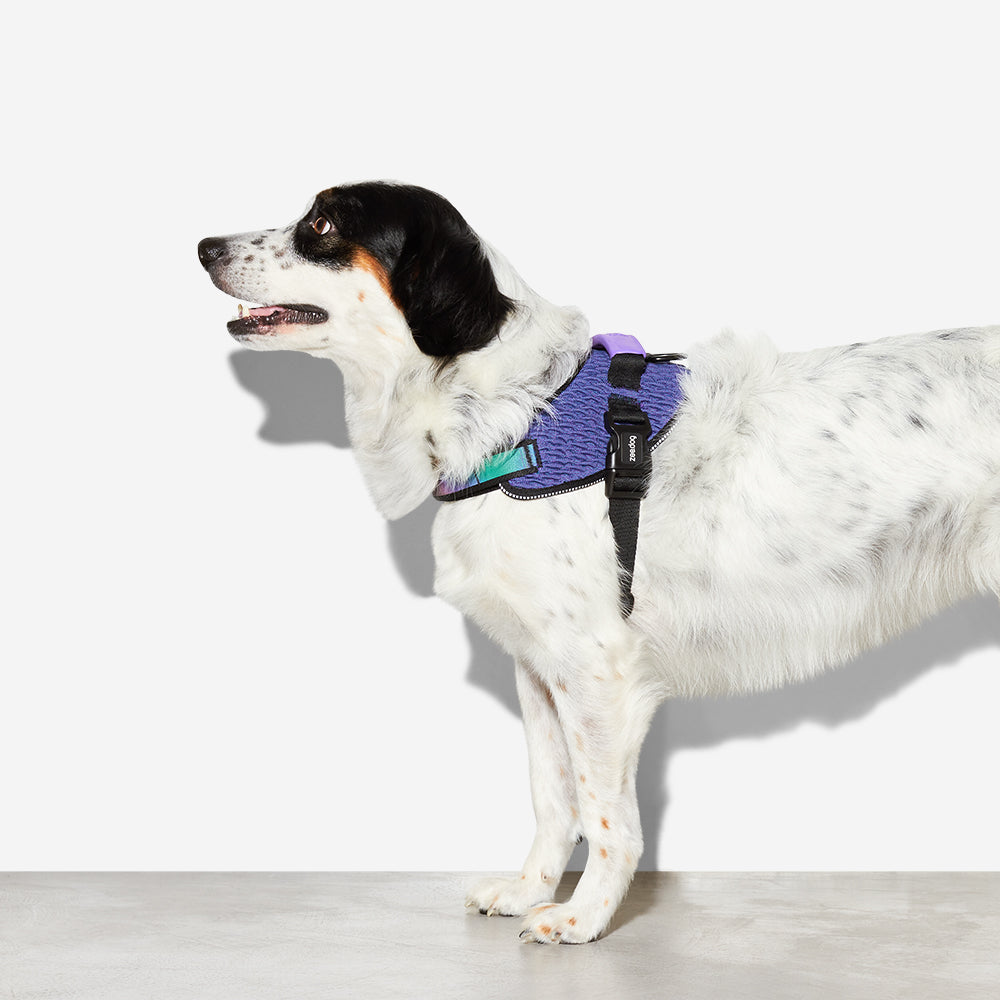 Zee.Dog Wicked FlyHarness