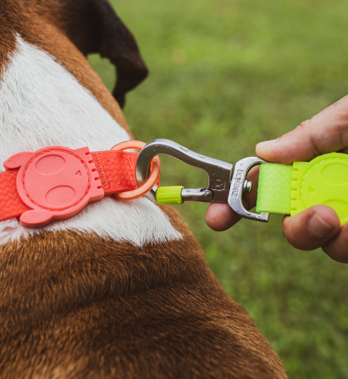 Neopro Lime | Leash