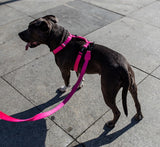 Pink LED | Adjustable Air Mesh Harness