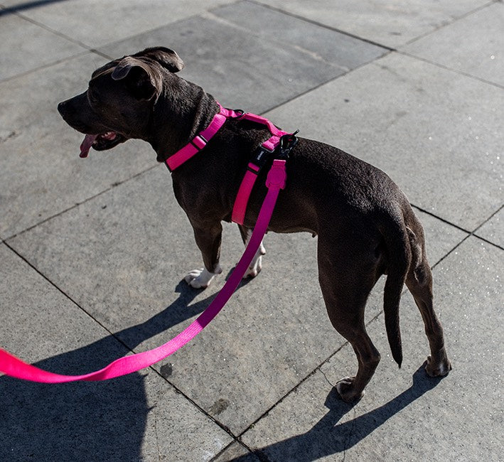 Pink LED | Adjustable Air Mesh Harness