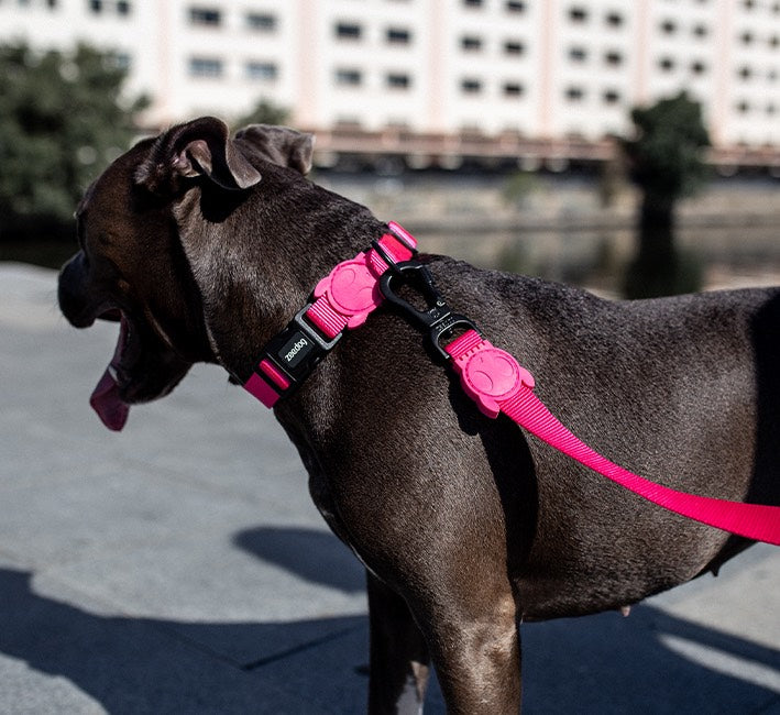 Pink LED | Adjustable Air Mesh Harness