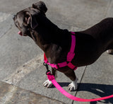 Pink LED | Adjustable Air Mesh Harness