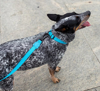 Ultimate Blue | Adjustable Air Mesh Harness