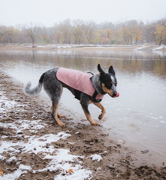 Pink | Coat