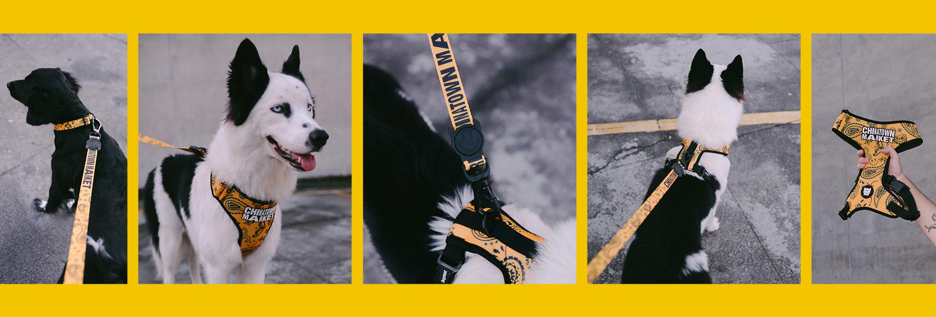 Zee.Dog x Chinatown Market Yellow | Collar