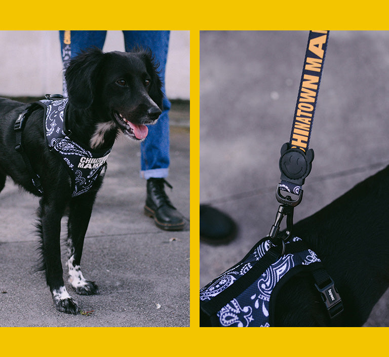 Zee.Dog x Chinatown Market Black  | Leash