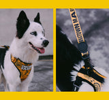 Zee.Dog x Chinatown Market Yellow  | Leash