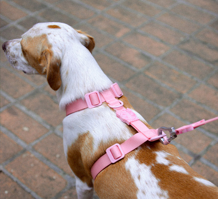 Melissa x Zee.Dog Pink Cameo | Leash