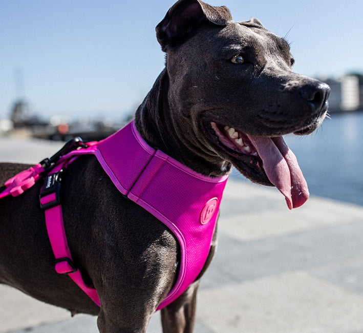 Pink LED | Leash