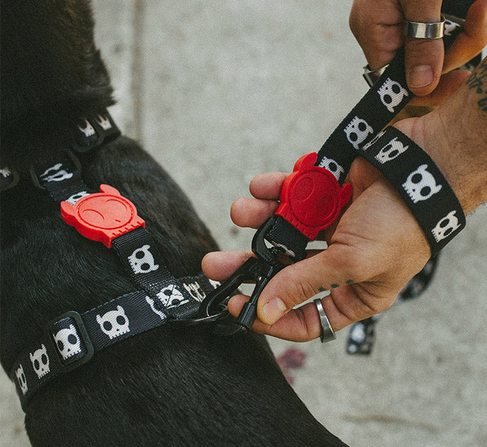 Skull 2.0 | Leash