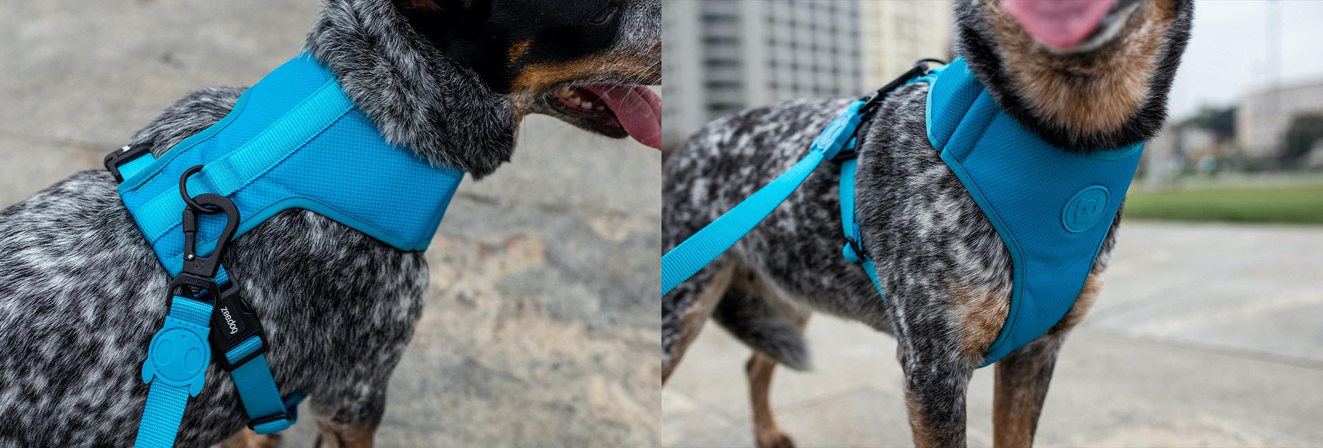 Ultimate Blue | Leash