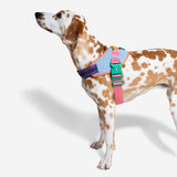 Zee.Dog Galaxy FlyHarness