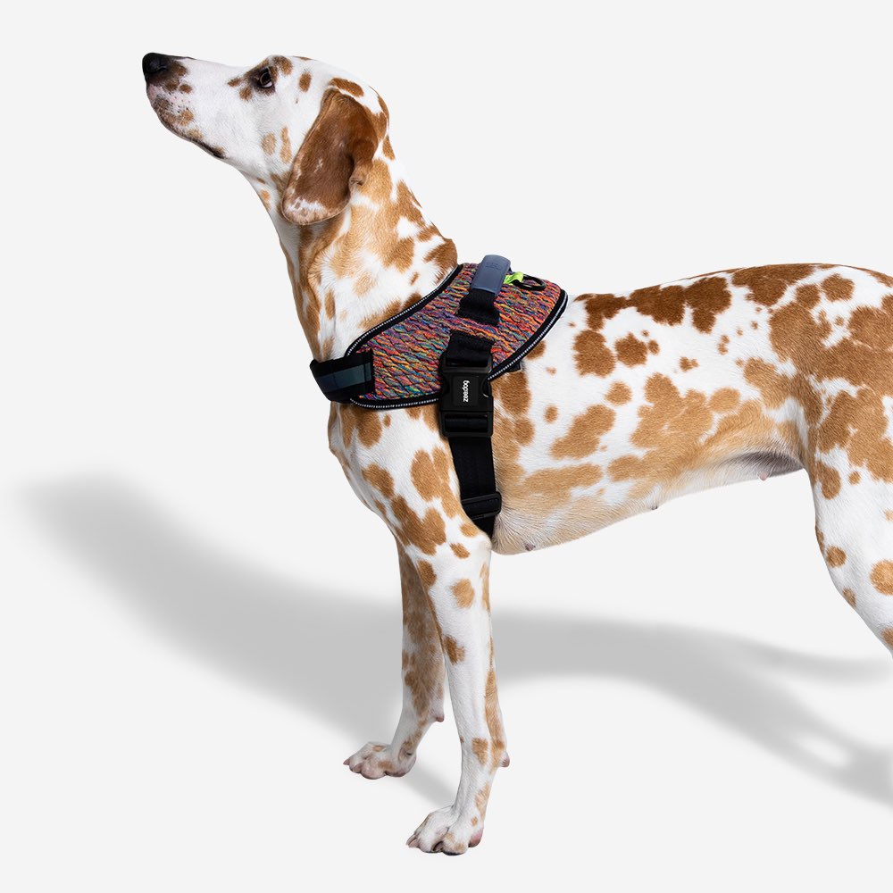 Zee.Dog Vortex FlyHarness