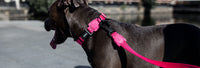 Pink LED | H Harness