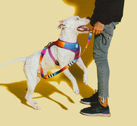 Prisma | Dog H Harness