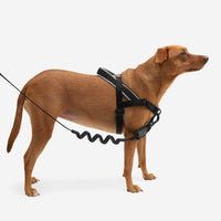 Gotham | SofterWalk Harness