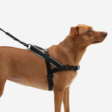 Gotham | SofterWalk Harness